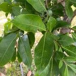 Syzygium jambos Лист