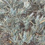 Cneorum pulverulentum Leaf