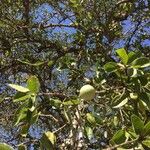 Strychnos madagascariensis Foglia