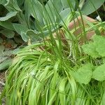 Allium trifoliatum Elinympäristö