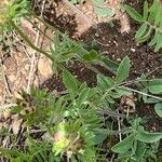 Anthyllis vulneraria Feuille