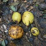 Picralima nitida Fruto