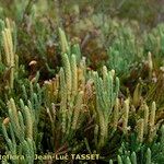 Lycopodium × oellgaardii Habit