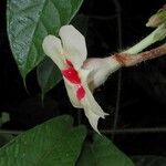 Mandevilla hirsuta Drugo