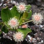 Codia nitida Flower