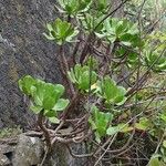 Aeonium glutinosum Blatt