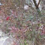 Leptospermum scoparium Leaf