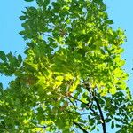 Cinnamomum camphora Leaf