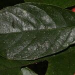 Siparuna thecaphora Leaf