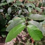 Garcinia intermedia Leaf