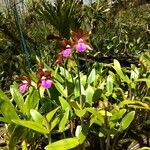 Cattleya bicolor Virág