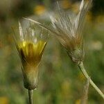 Catananche lutea Fruit