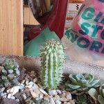 Hoodia gordonii Bark