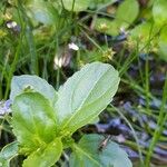 Veronica beccabunga Leaf