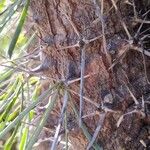 Didierea madagascariensis Other