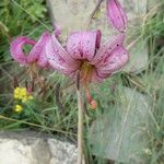 Lilium martagon Blüte