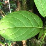 Maesobotrya klaineana Leaf