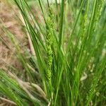 Carex vulpinoidea Blomma