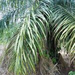 Acrocomia aculeata Hoja