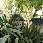 Yucca gloriosa Flower