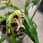 Vanda cristata Кветка