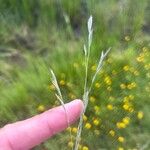 Bromus erectus Flor