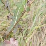 Lactuca saligna Foglia