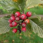 Sorbus aria Плід