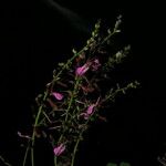 Indigofera hebepetala Hábito