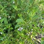 Lantana involucrataÕis