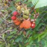 Rubus fraxinifolius Fruto