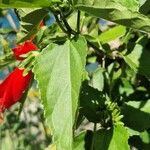 Malvaviscus penduliflorus Folha