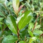 Salix phylicifolia Blatt