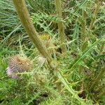 Cirsium jorullense Leaf