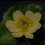Caltha leptosepala Цветок