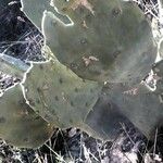 Opuntia ficus-indica 葉