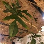 Philodendron pedatum Folha