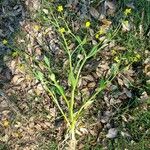 Ranunculus ophioglossifolius Fula