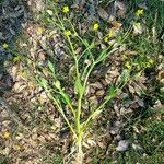 Ranunculus ophioglossifolius ফুল