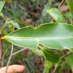 Syzygium frutescens Fuelha