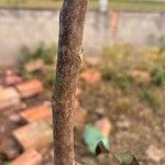 Talisia esculenta 樹皮