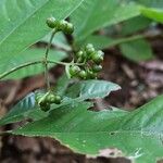 Psychotria schweinfurthii Frucht