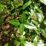 Ulmus crassifolia Foglia