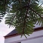 Abies alba Blad