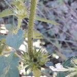 Galeopsis tetrahit Corteza