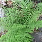 Athyrium filix-femina Blad