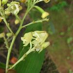 Polystachya odorata Blüte