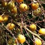 Wodyetia bifurcata Fruit