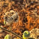 Abutilon pannosum Gyümölcs