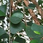 Ficus deltoidea Fuelha